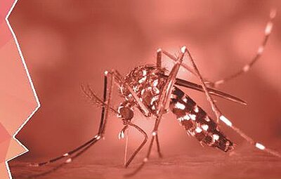 Campagna informativa sulla prevenzione delle malattie trasmesse da zanzare