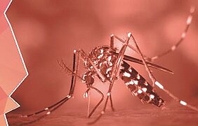 Campagna informativa sulla prevenzione delle malattie trasmesse da zanzare